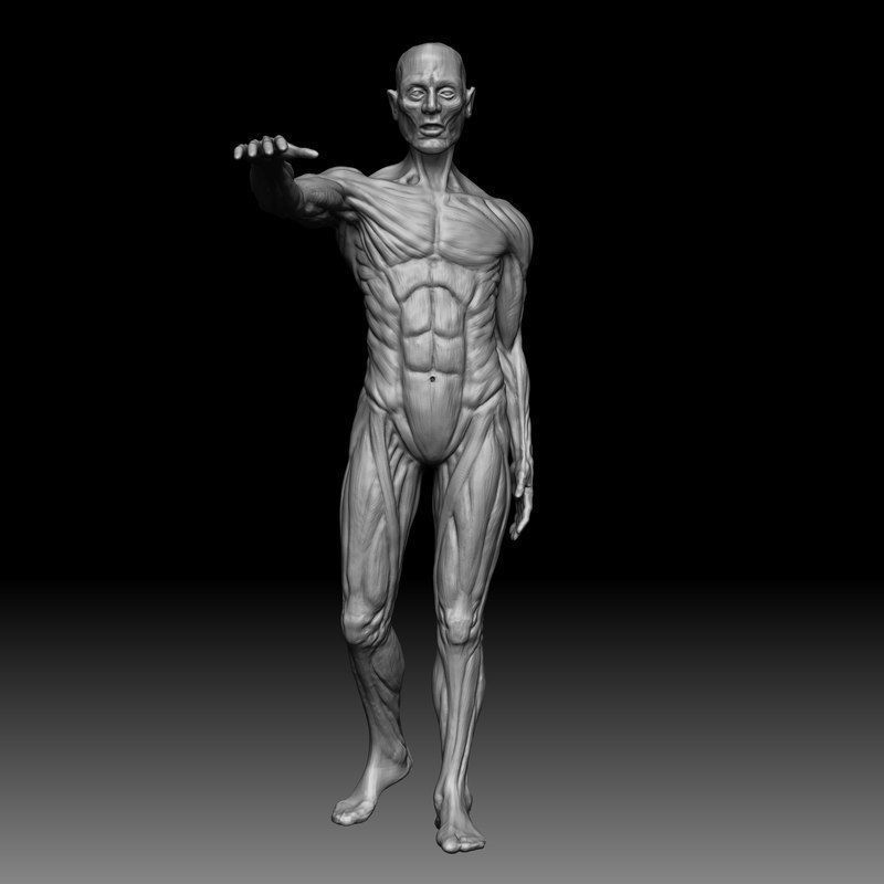 Male Anatomy Study for 3D Printing 3D print model_1