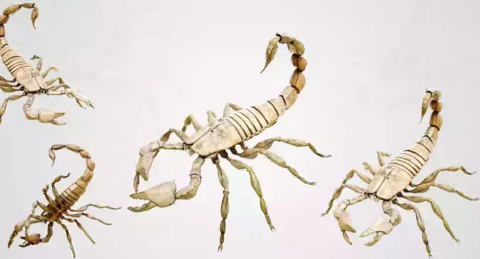 Scorpion Low-poly 3D model