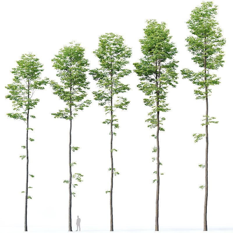 Tilia europaea Nr 9 H19-27m Five forest trees  3D model_5