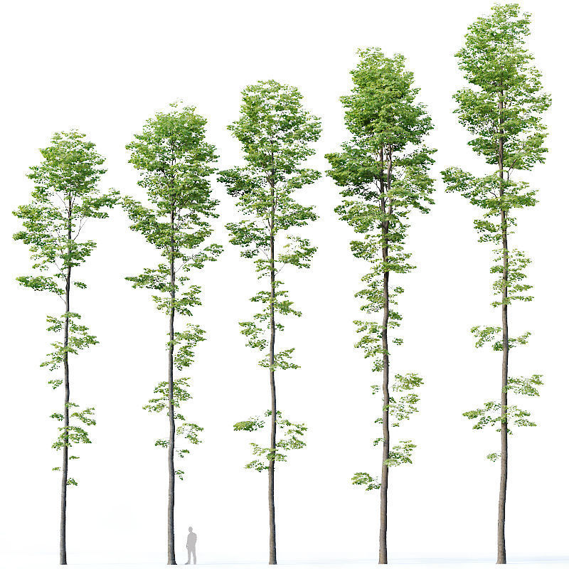 Tilia europaea Nr 9 H19-27m Five forest trees  3D model_4