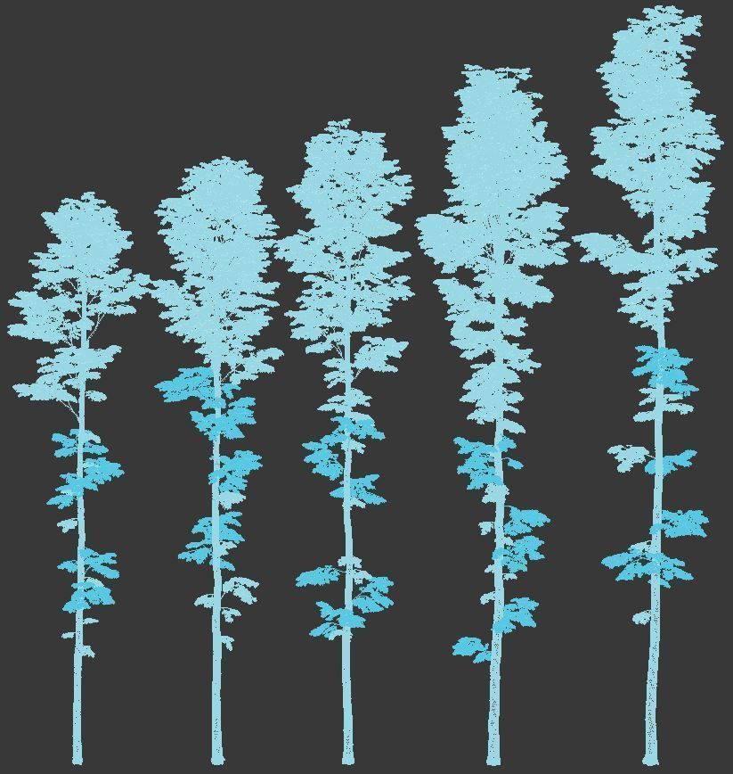 Tilia europaea Nr 9 H19-27m Five forest trees  3D model_3