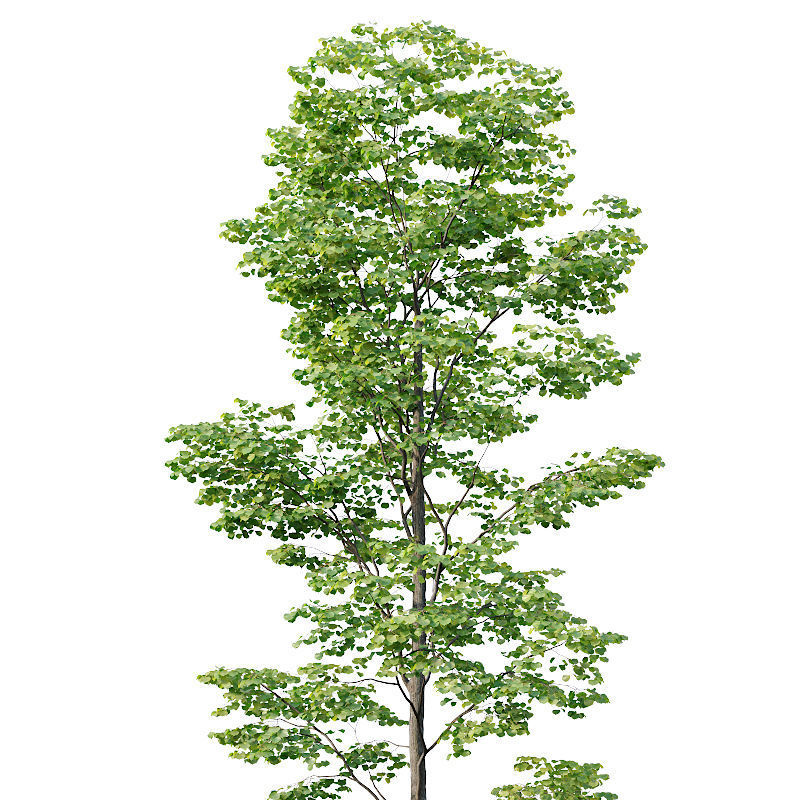 Tilia europaea Nr 9 H19-27m Five forest trees  3D model_2