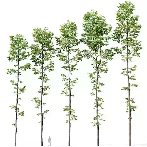Tilia europaea Nr 9 H19-27m Five forest trees  3D model