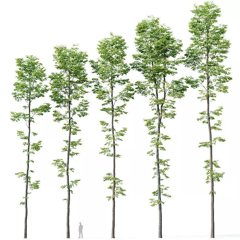 Tilia europaea Nr 9 H19-27m Five forest trees  3D model_0
