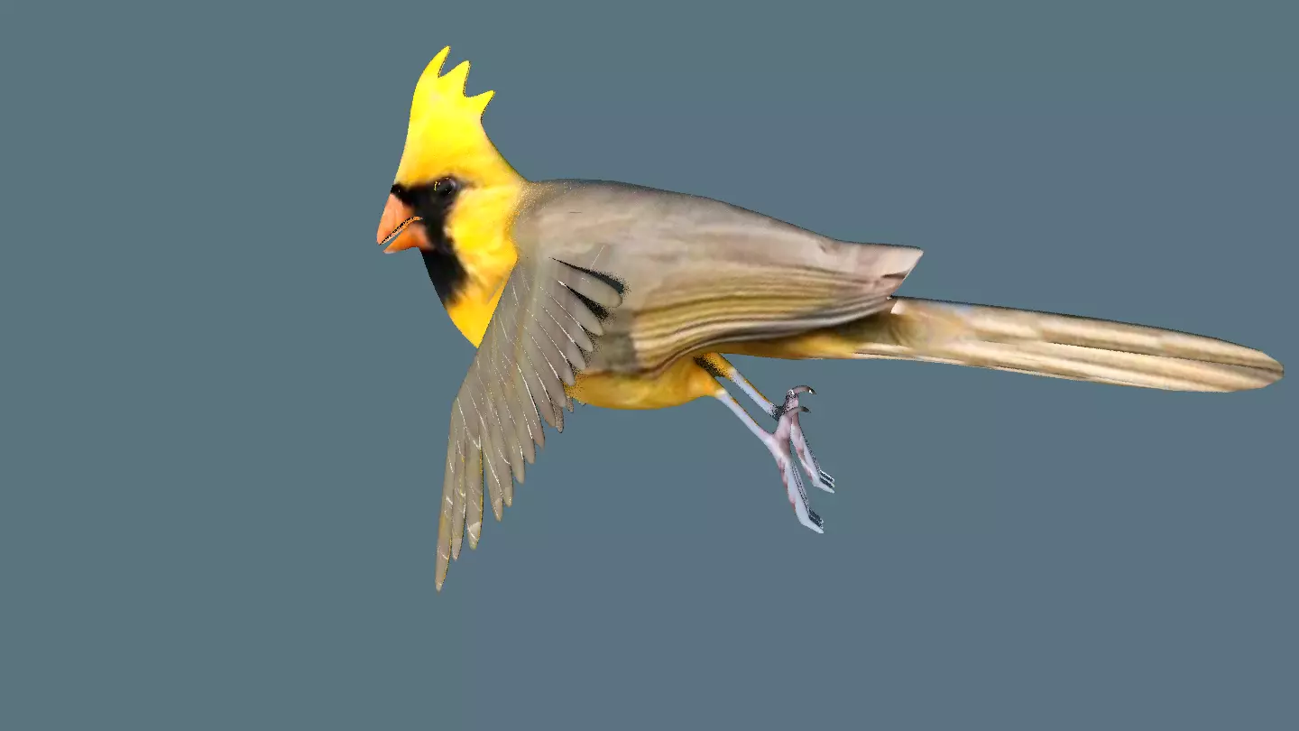 cardinal animated 3D model_0