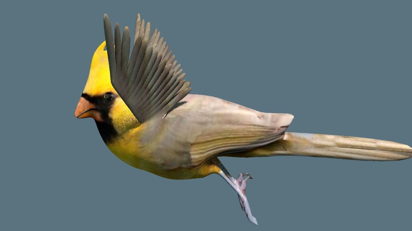 cardinal animated 3D model_3