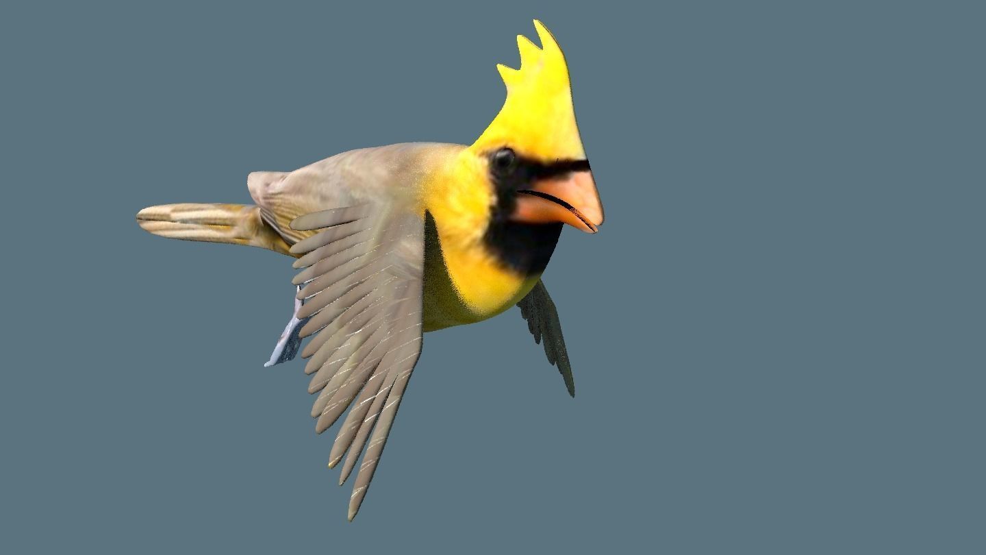 cardinal animated 3D model_6