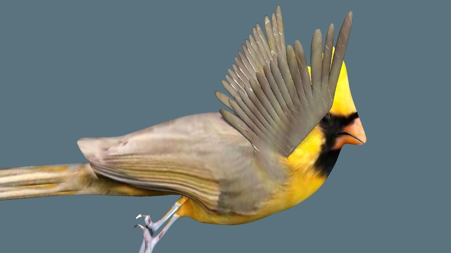 cardinal animated 3D model_5