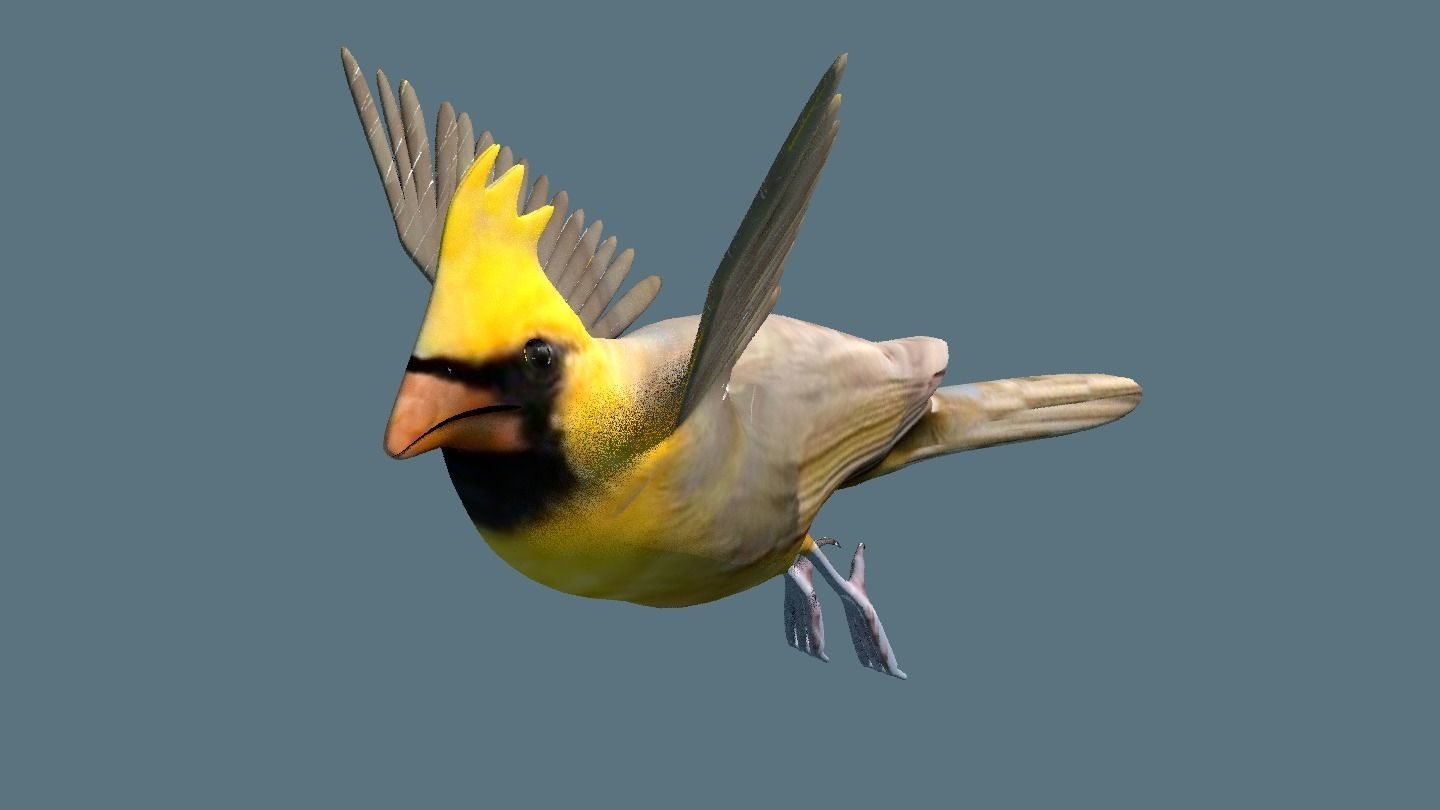 cardinal animated 3D model_2