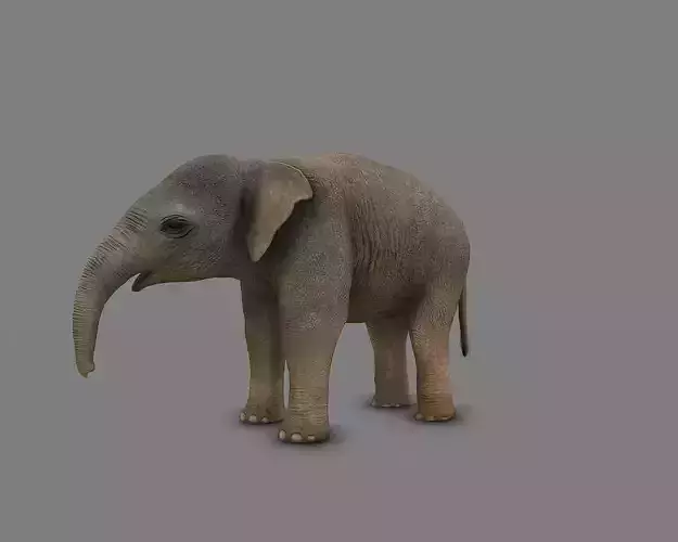 Baby Asian Elephant Low-poly 3D model