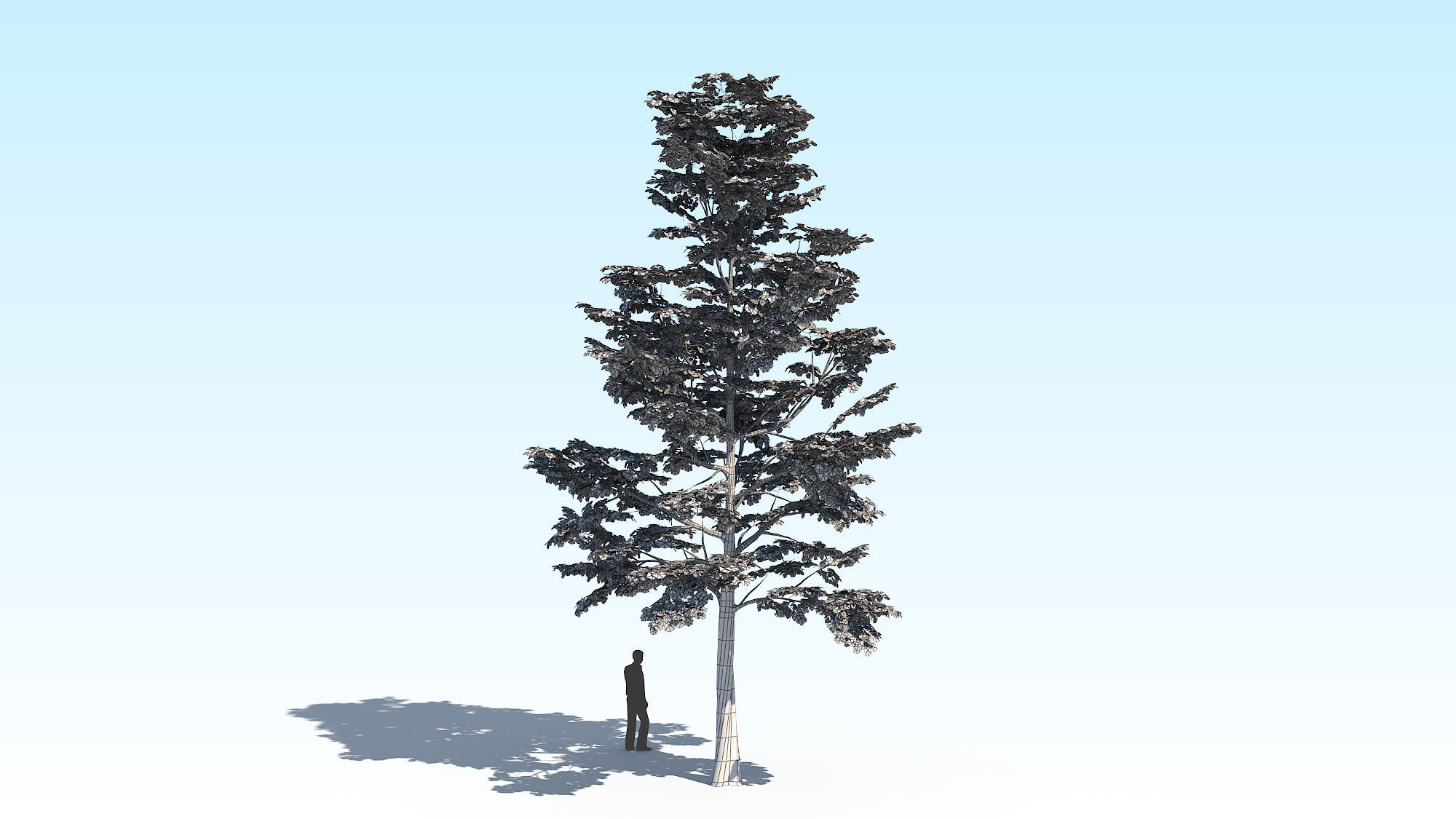 Maple Acer Tree 09 ArchViz 3D model 3D model_17
