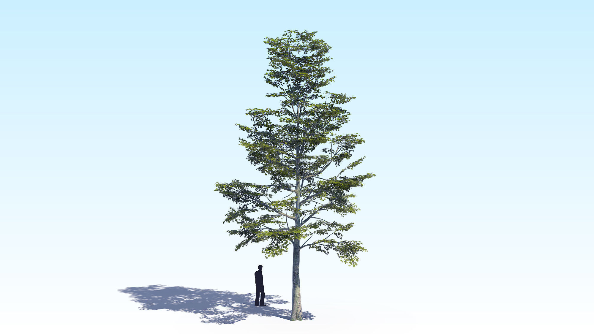 Maple Acer Tree 09 ArchViz 3D model 3D model_4