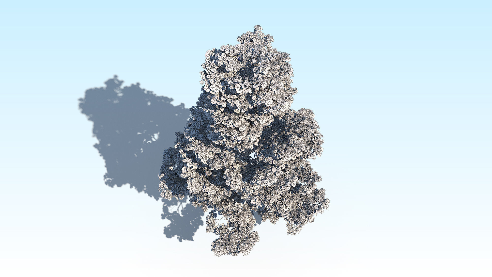 Maple Acer Tree 09 ArchViz 3D model 3D model_23