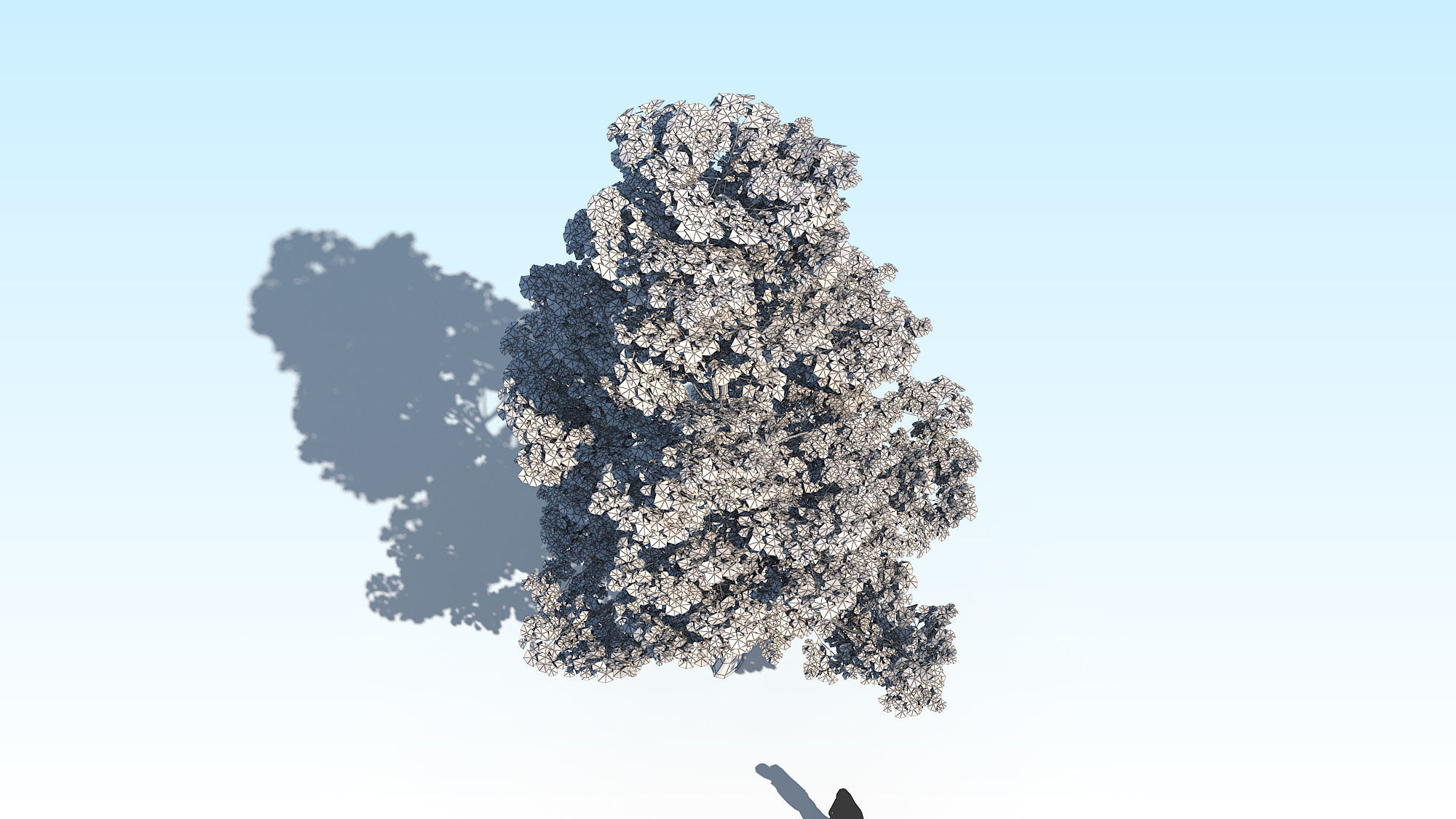 Maple Acer Tree 09 ArchViz 3D model 3D model_20