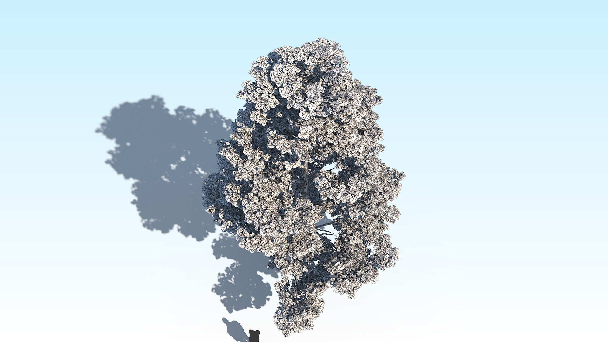 Maple Acer Tree 09 ArchViz 3D model 3D model_21