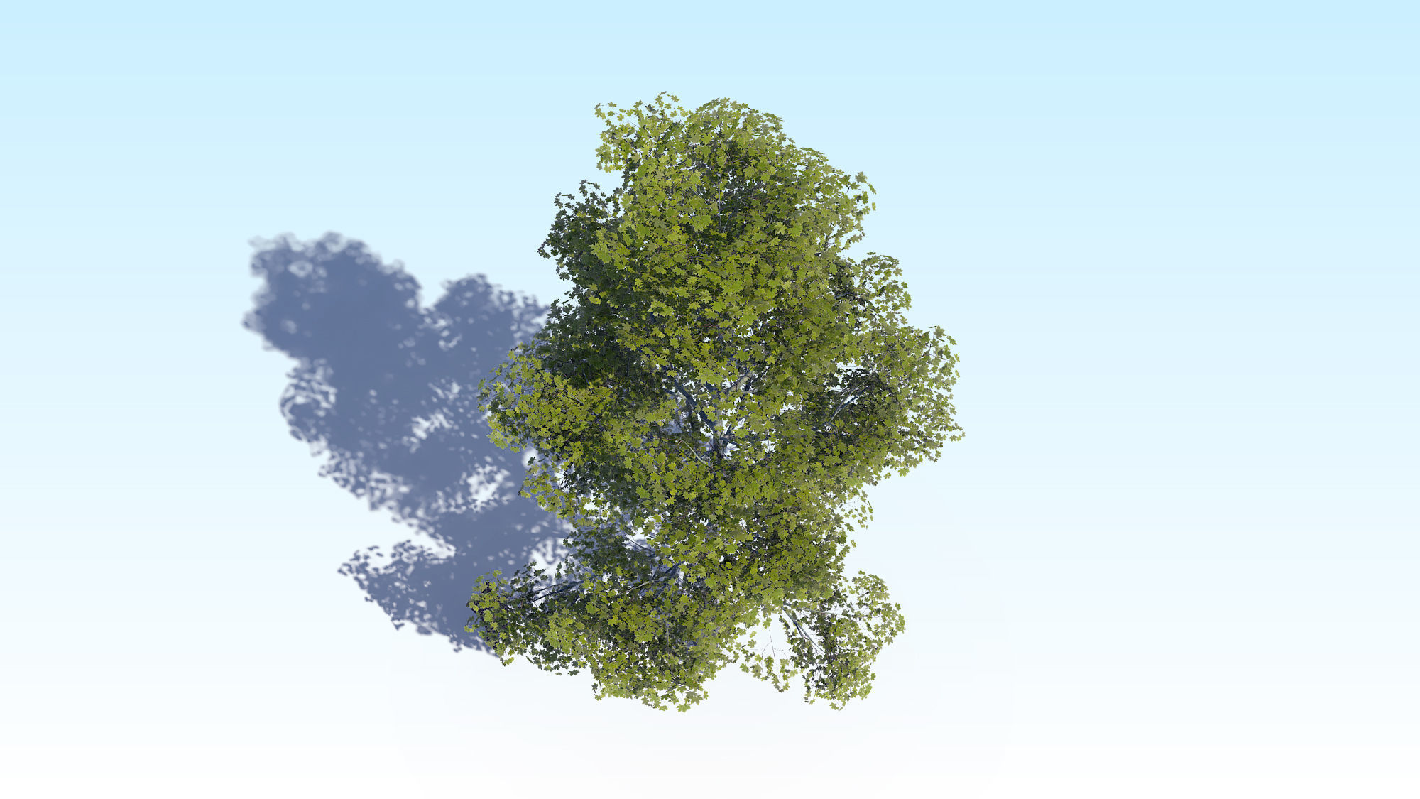 Maple Acer Tree 09 ArchViz 3D model 3D model_9