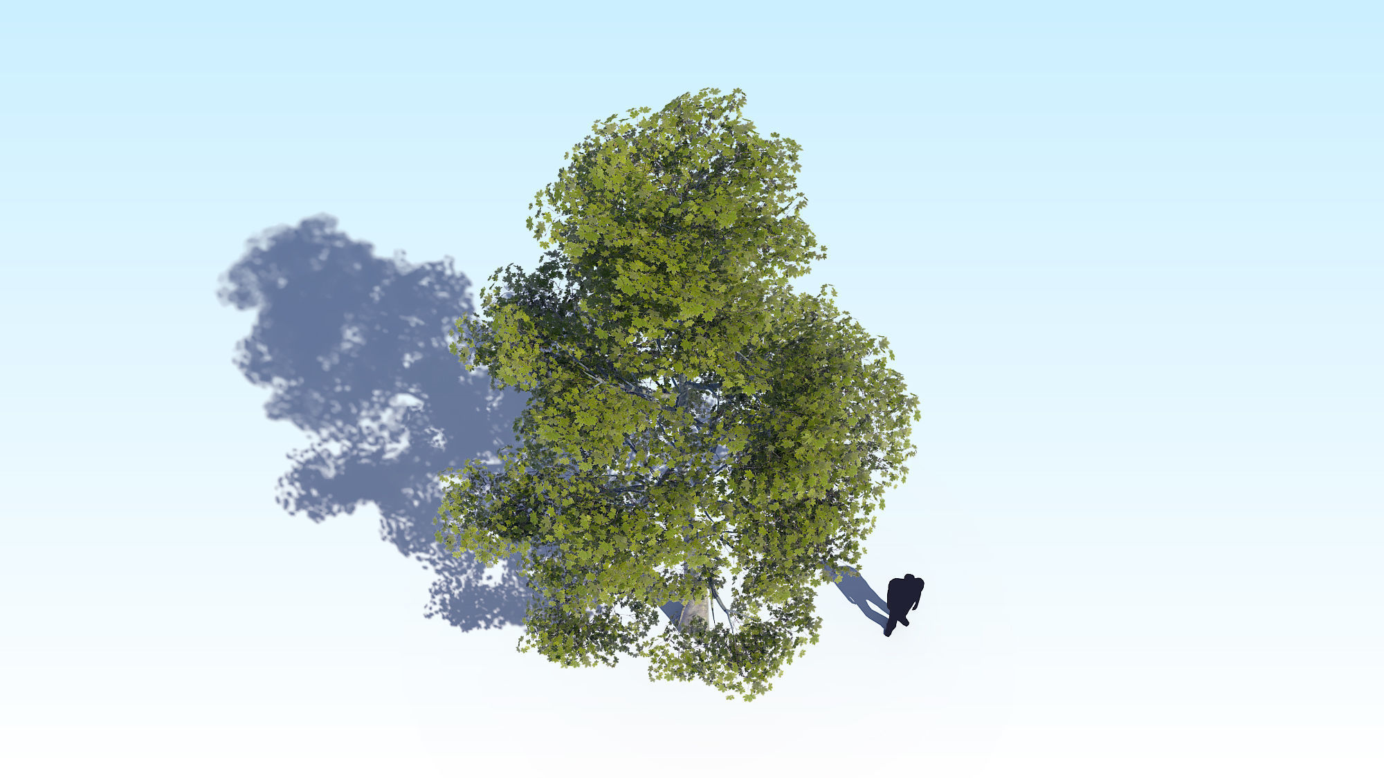 Maple Acer Tree 09 ArchViz 3D model 3D model_6