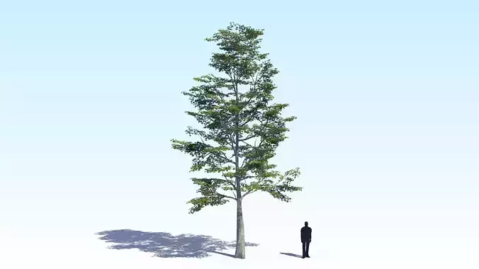 Maple Acer Tree 09 ArchViz 3D model 3D model