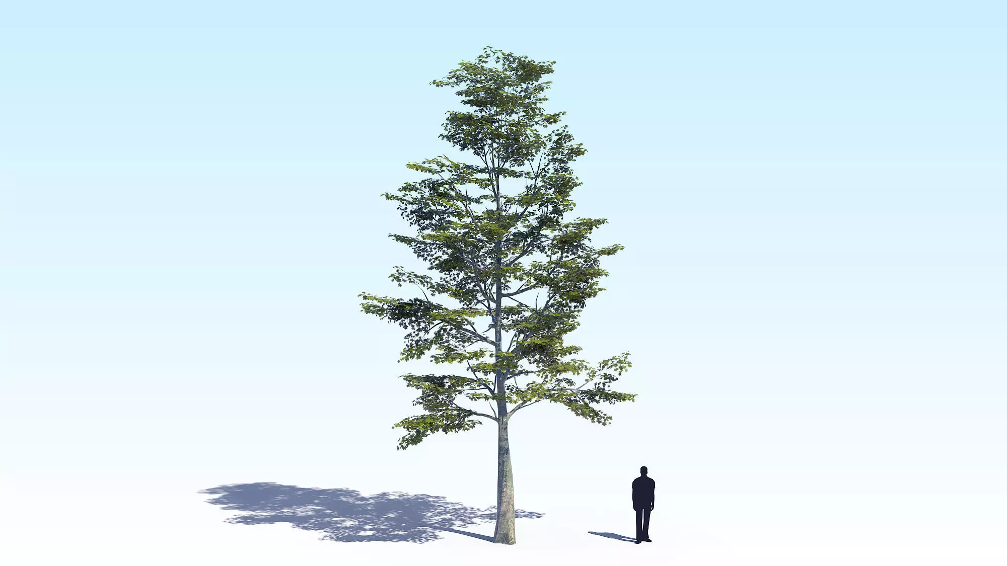 Maple Acer Tree 09 ArchViz 3D model 3D model_0
