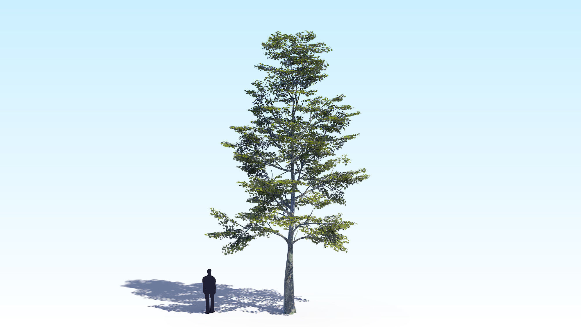 Maple Acer Tree 09 ArchViz 3D model 3D model_3