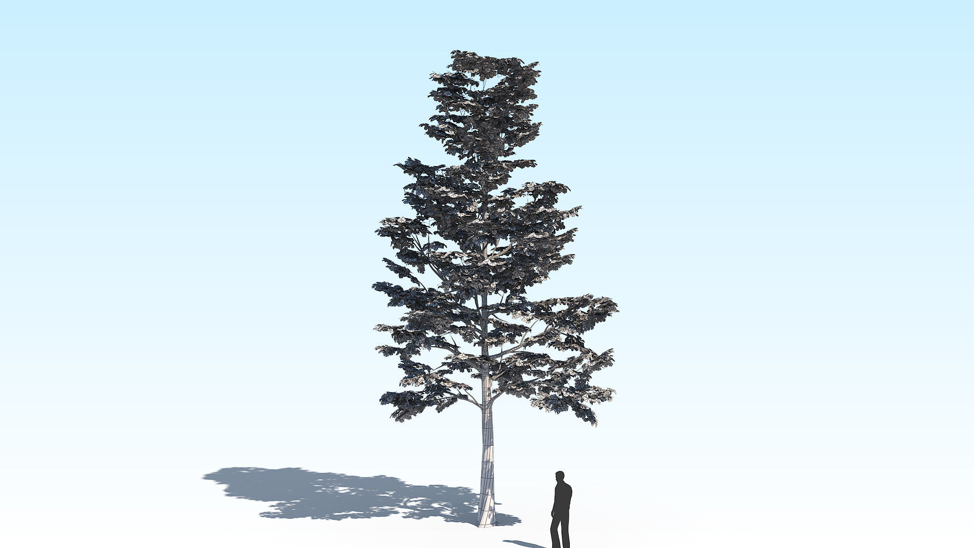Maple Acer Tree 09 ArchViz 3D model 3D model_14