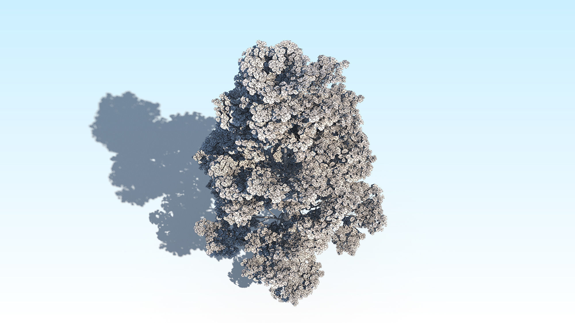 Maple Acer Tree 09 ArchViz 3D model 3D model_24