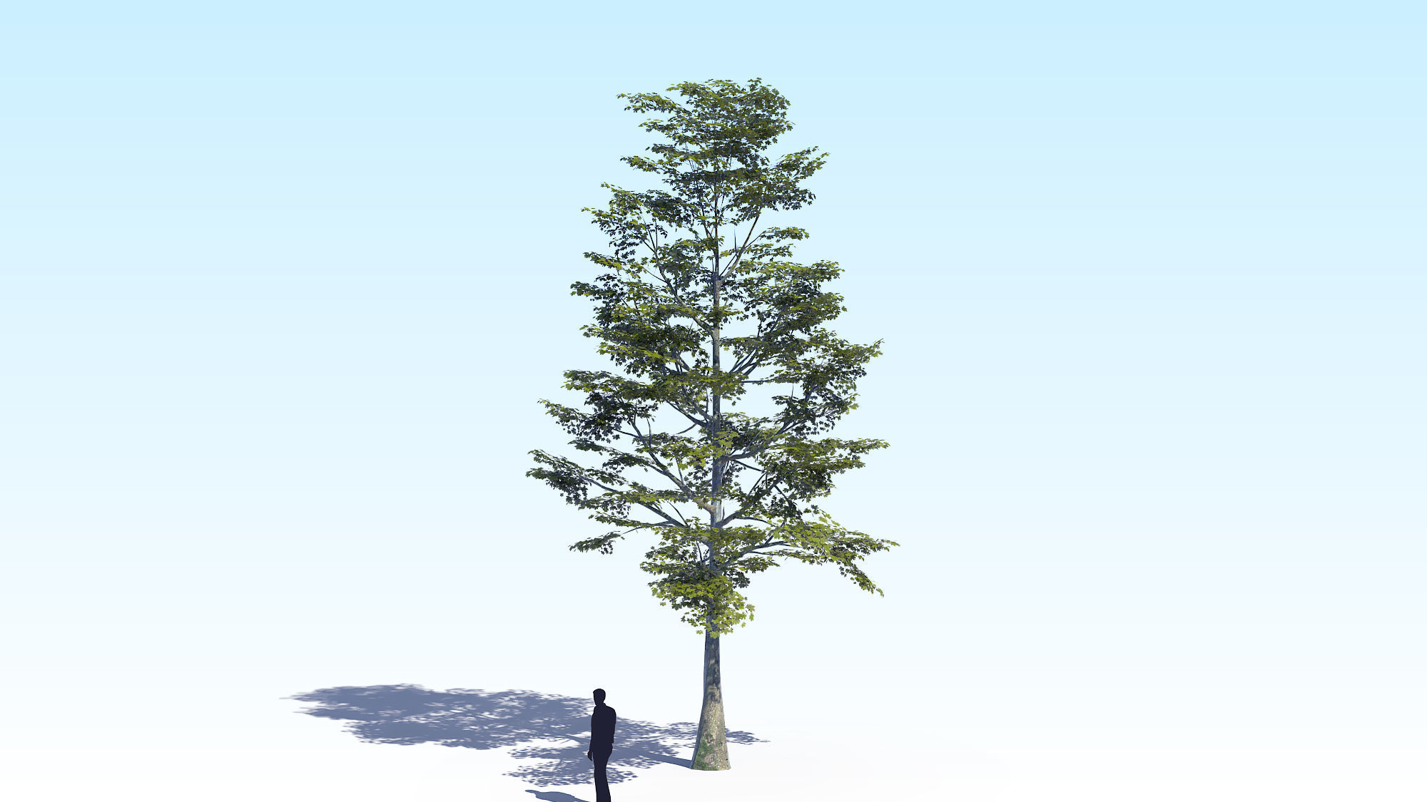 Maple Acer Tree 09 ArchViz 3D model 3D model_2