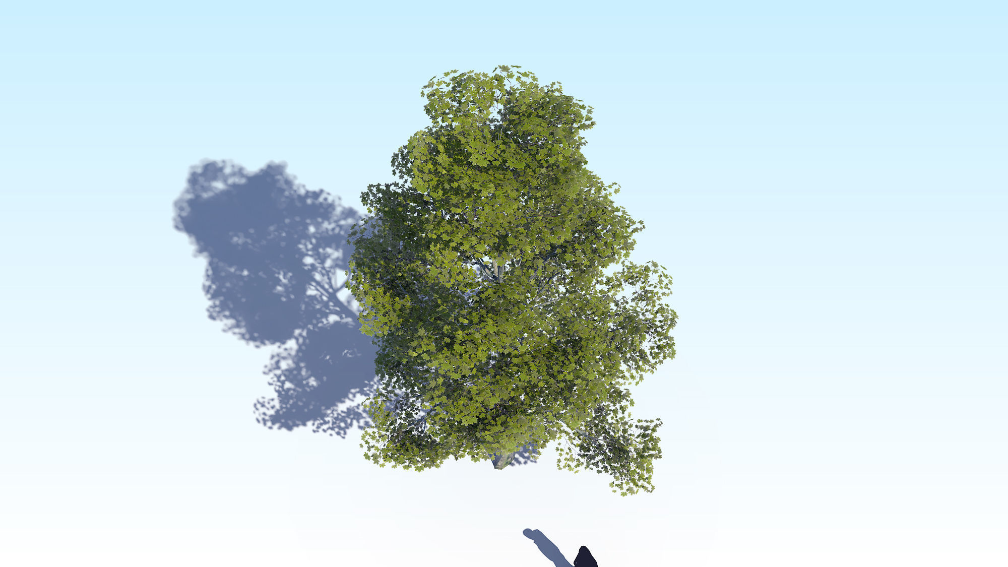 Maple Acer Tree 09 ArchViz 3D model 3D model_7