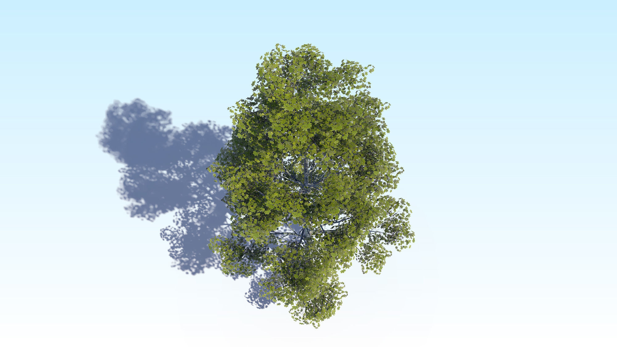 Maple Acer Tree 09 ArchViz 3D model 3D model_11