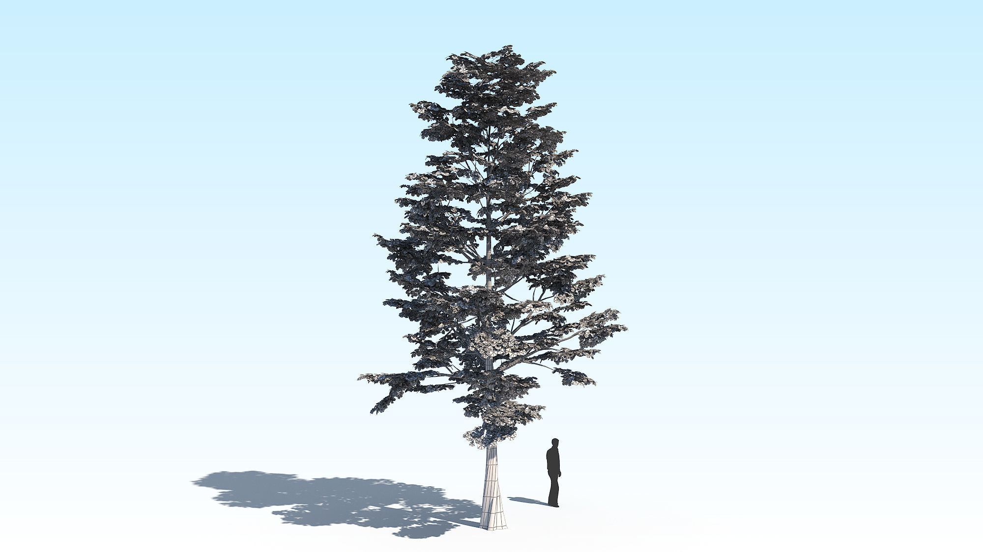 Maple Acer Tree 09 ArchViz 3D model 3D model_18