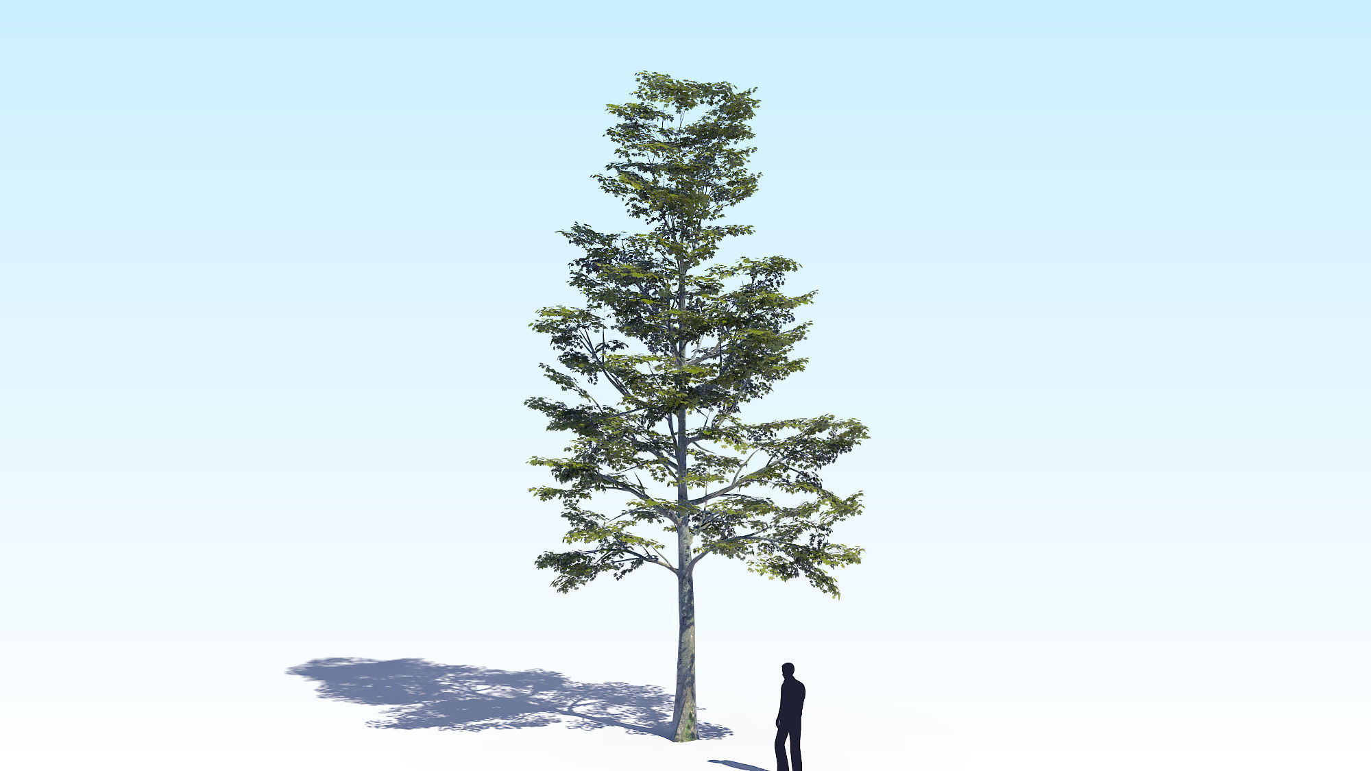 Maple Acer Tree 09 ArchViz 3D model 3D model_1