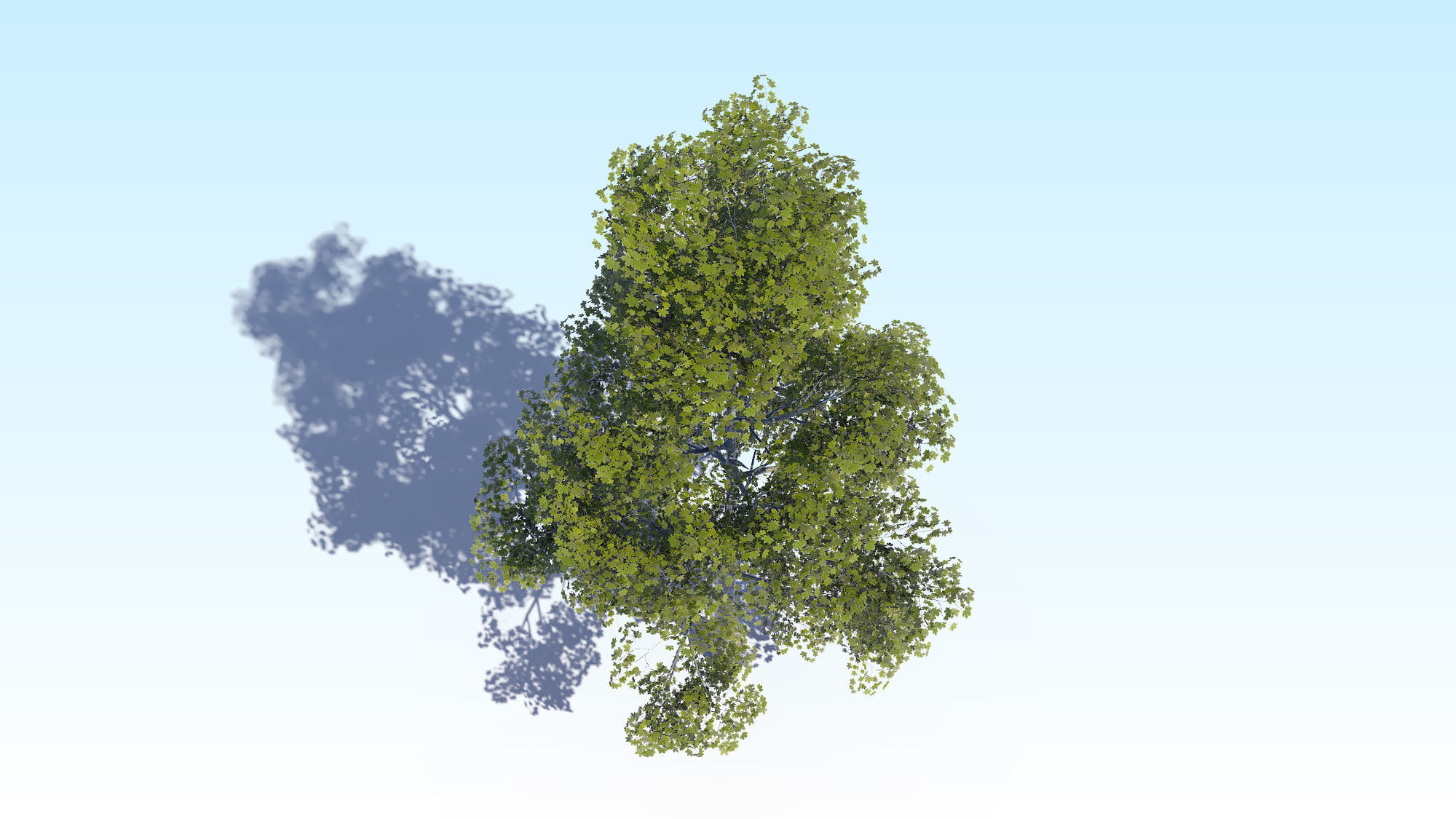 Maple Acer Tree 09 ArchViz 3D model 3D model_10