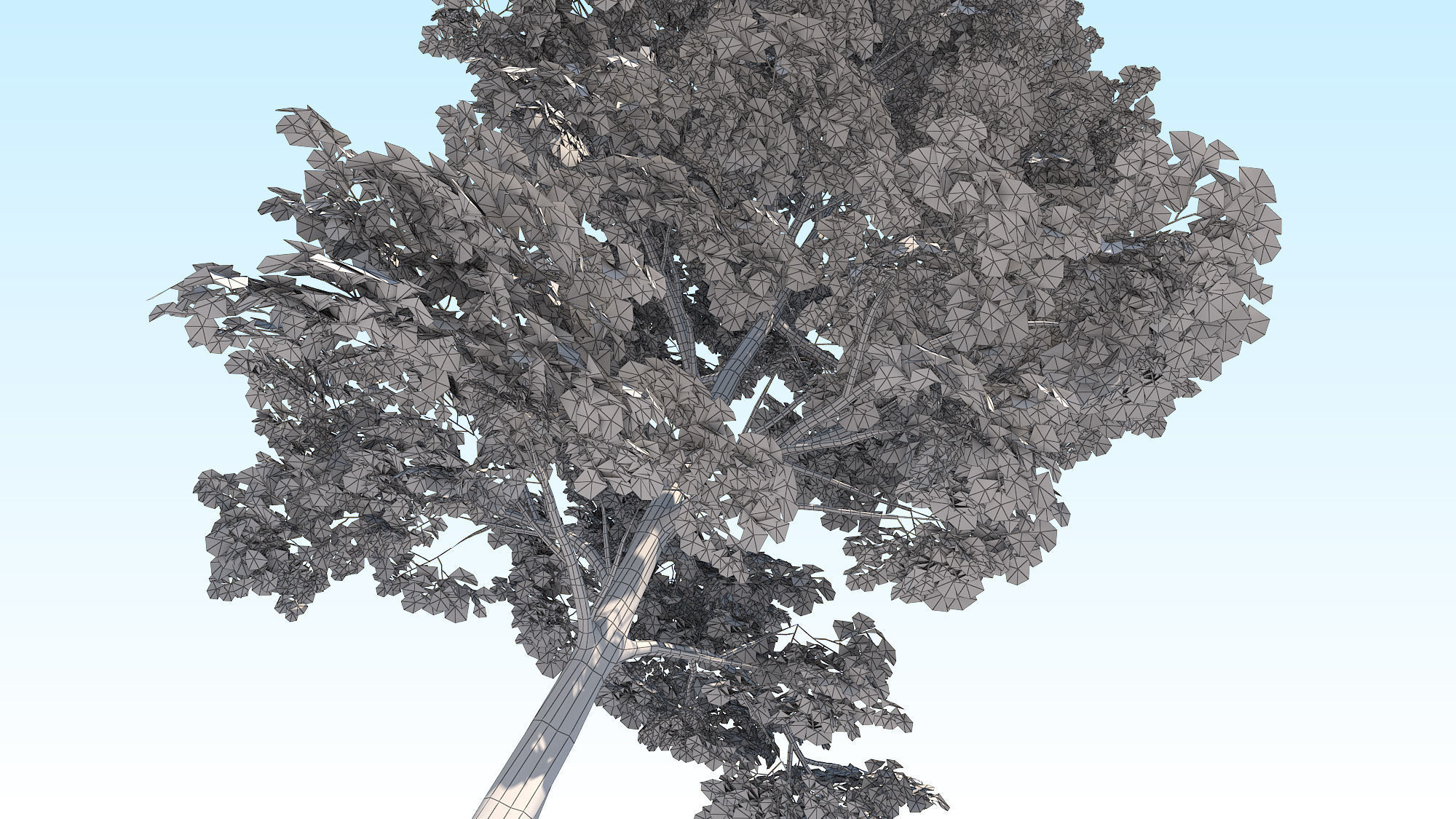 Maple Acer Tree 09 ArchViz 3D model 3D model_25