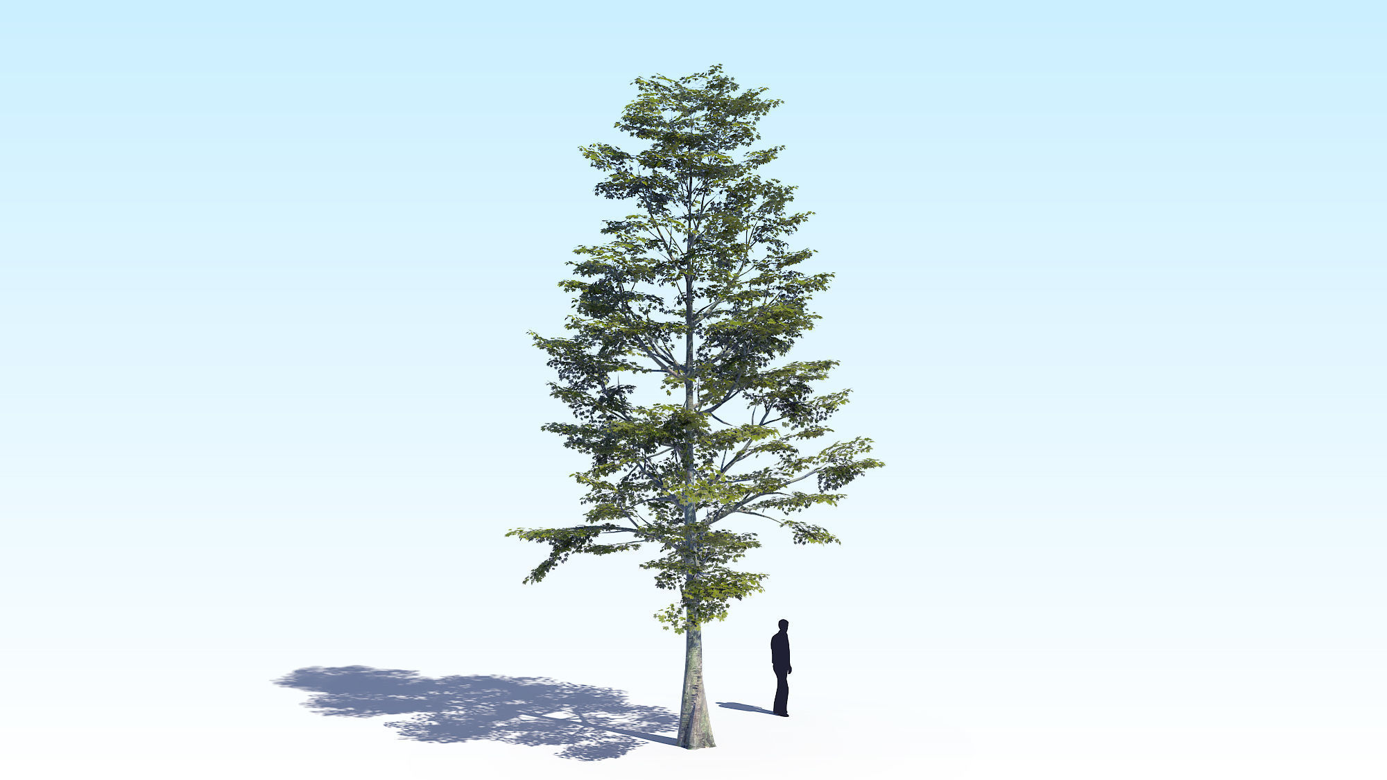 Maple Acer Tree 09 ArchViz 3D model 3D model_5
