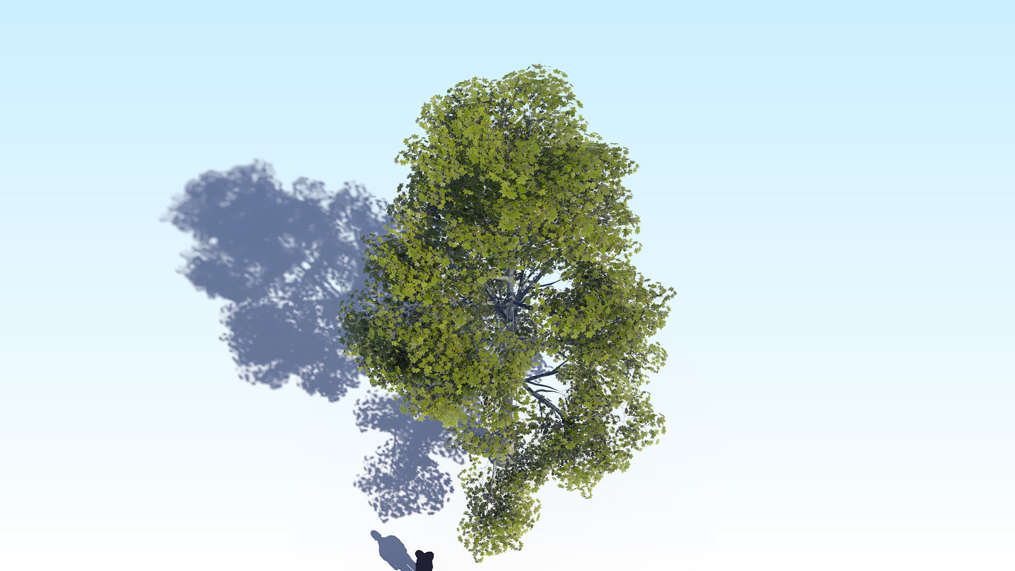 Maple Acer Tree 09 ArchViz 3D model 3D model_8