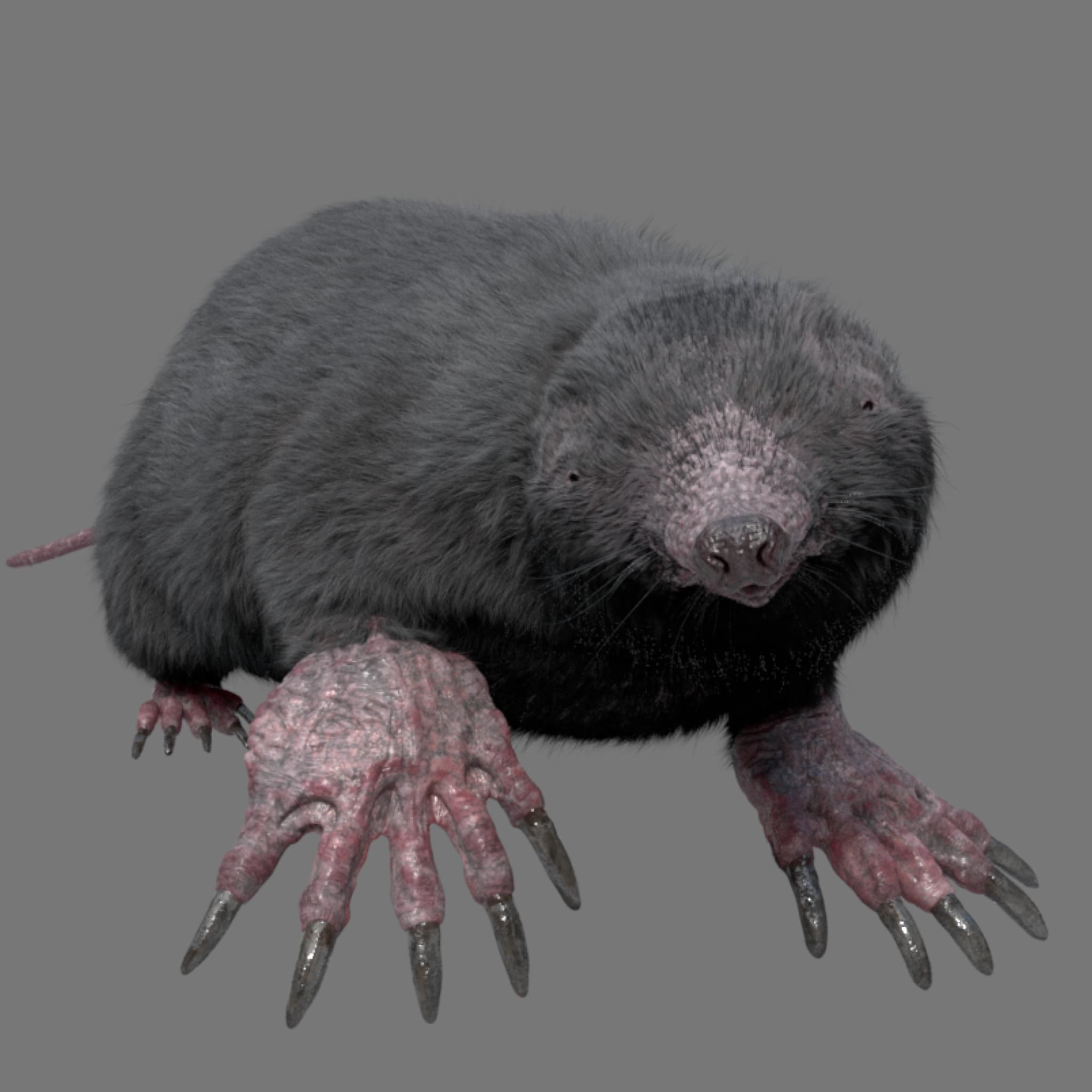 mole  rigged 3D model_1
