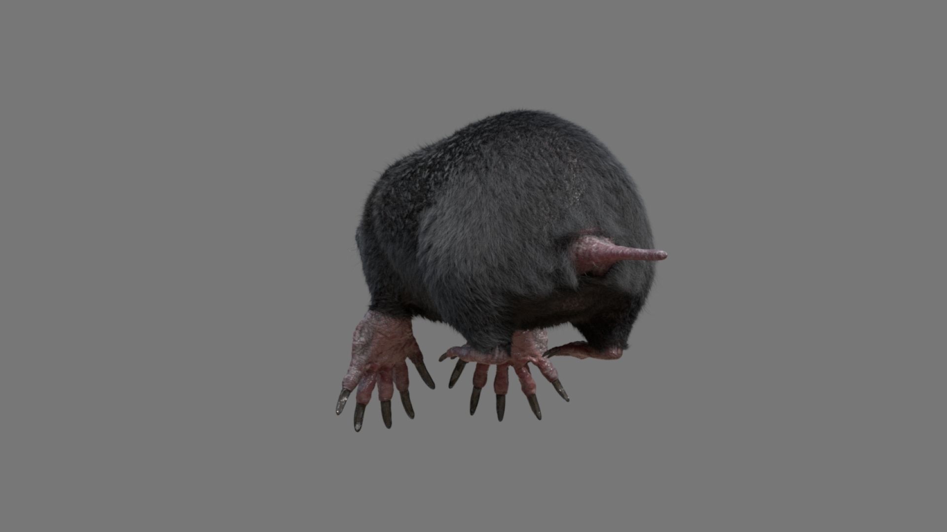 mole  rigged 3D model_18