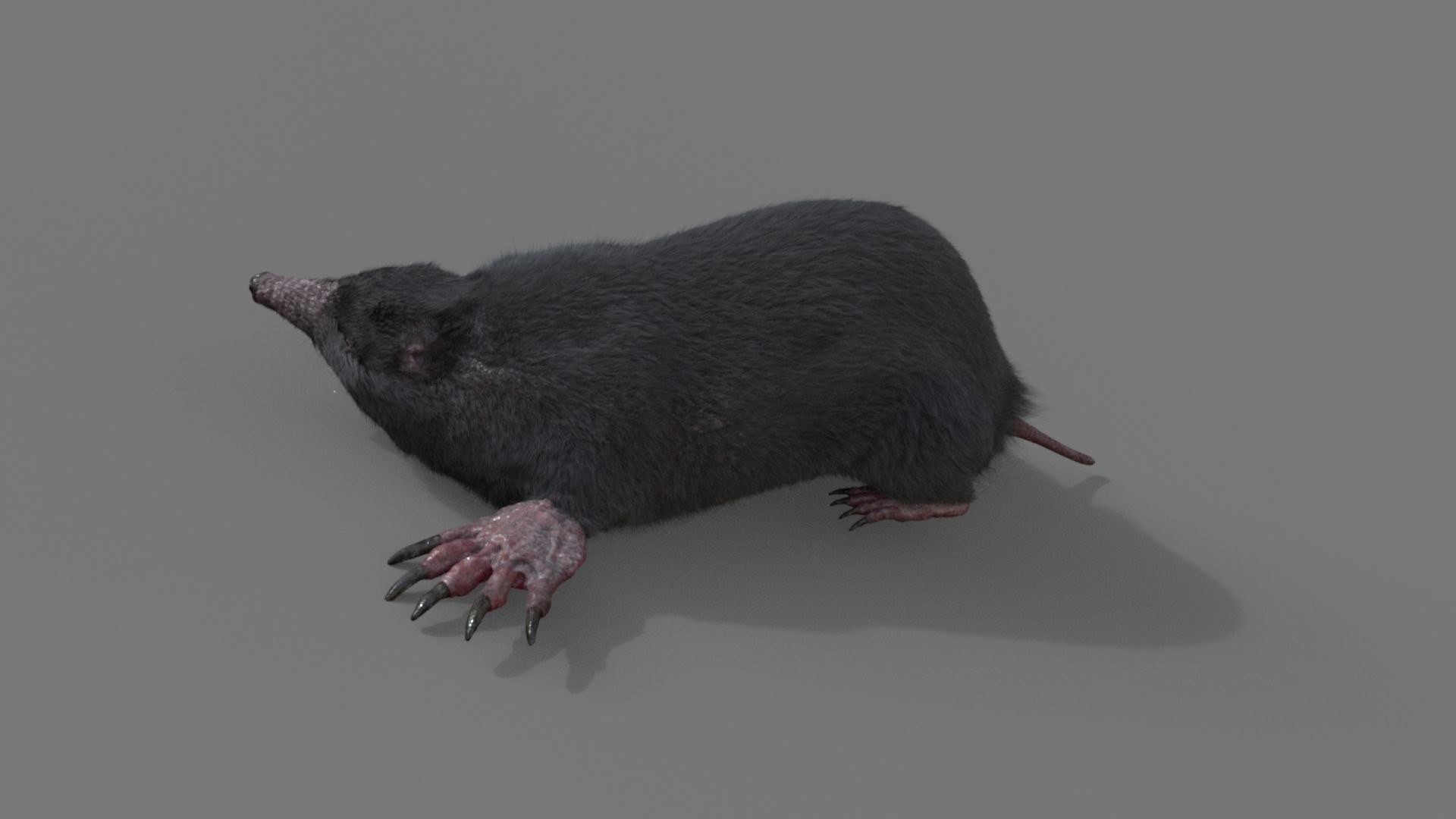 mole  rigged 3D model_3