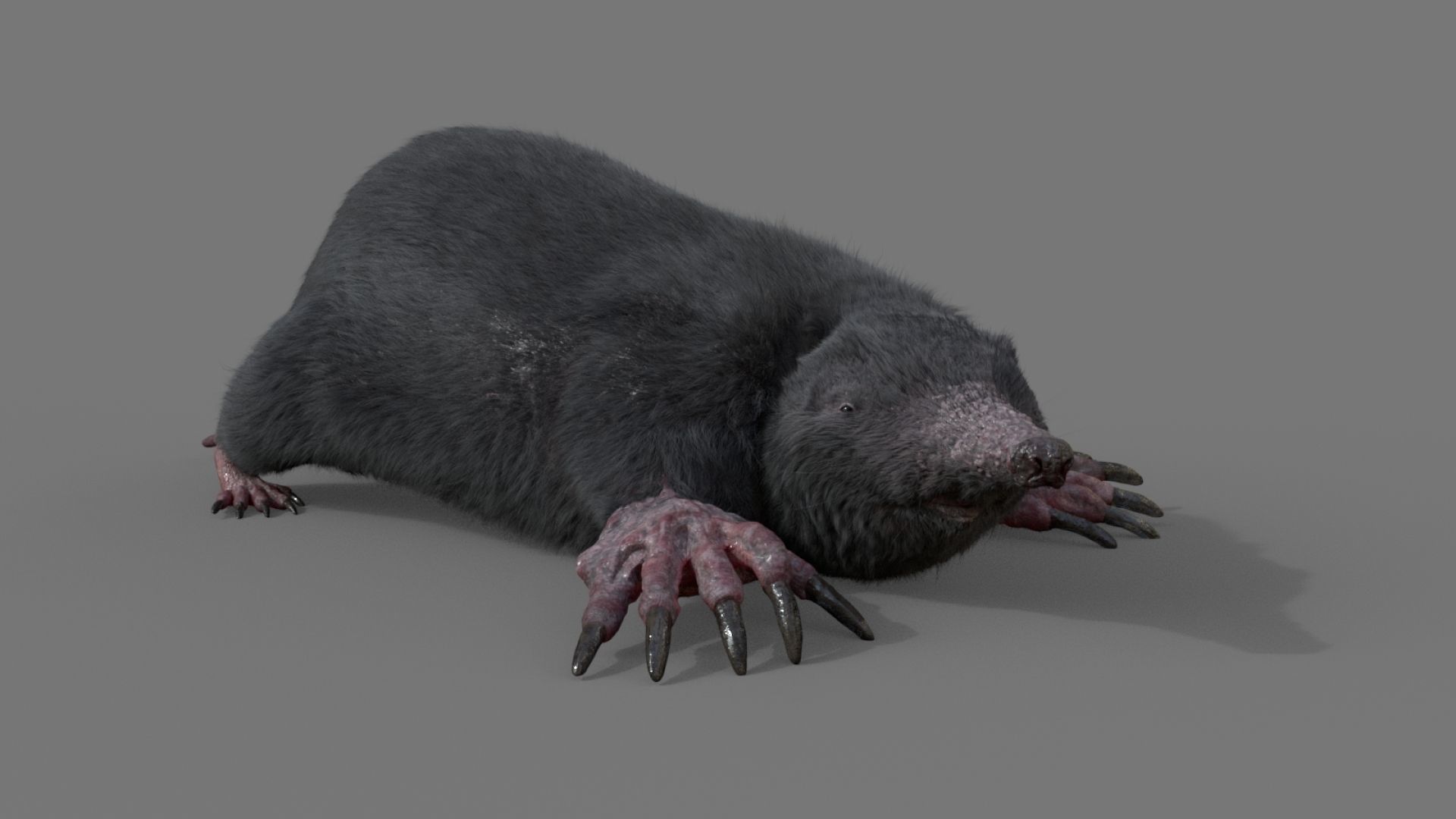 mole  rigged 3D model_2