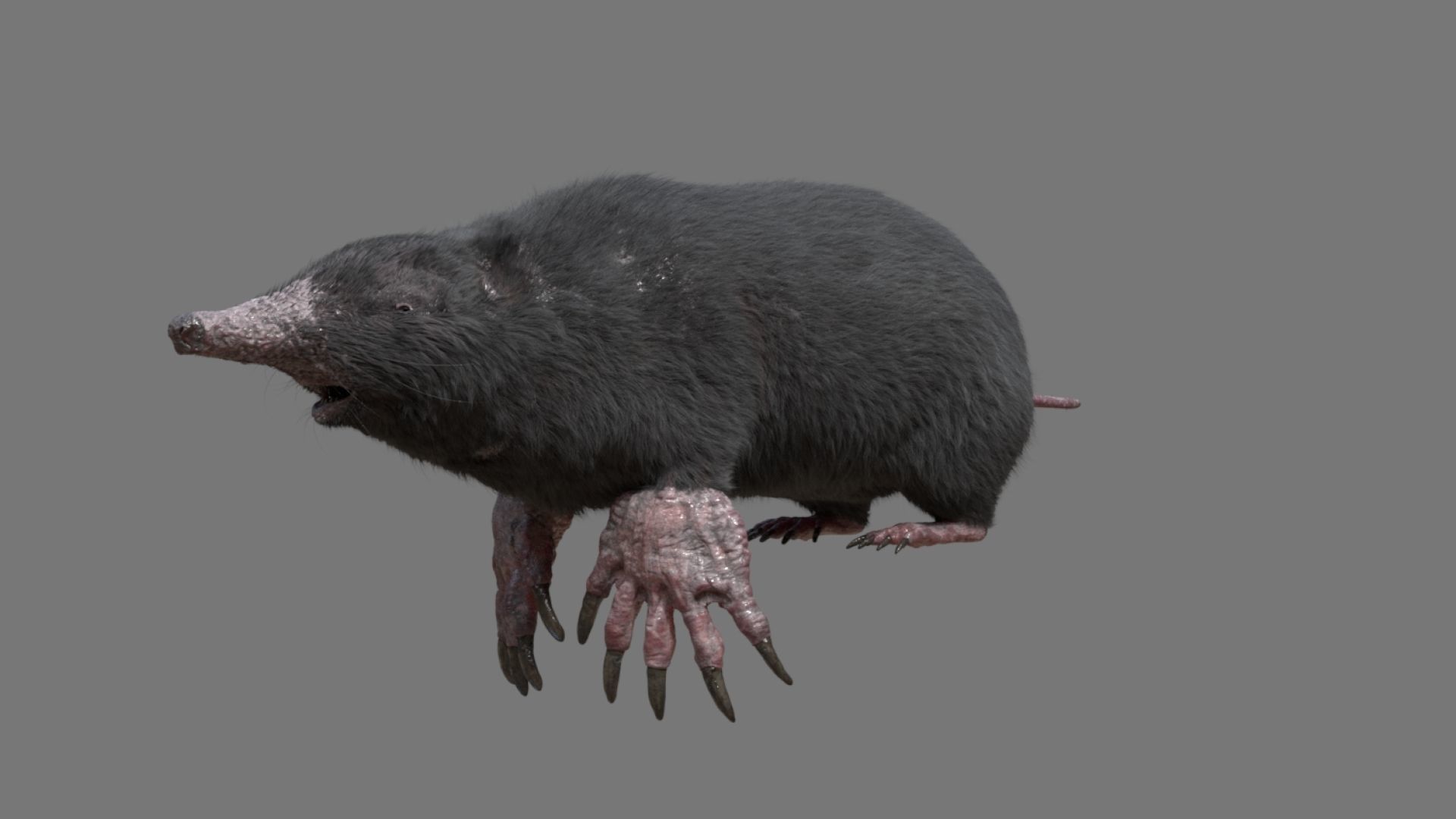 mole  rigged 3D model_17