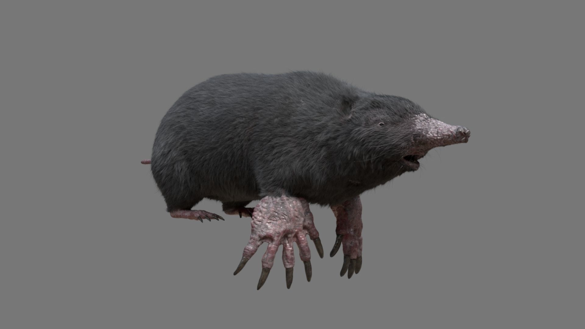 mole  rigged 3D model_14
