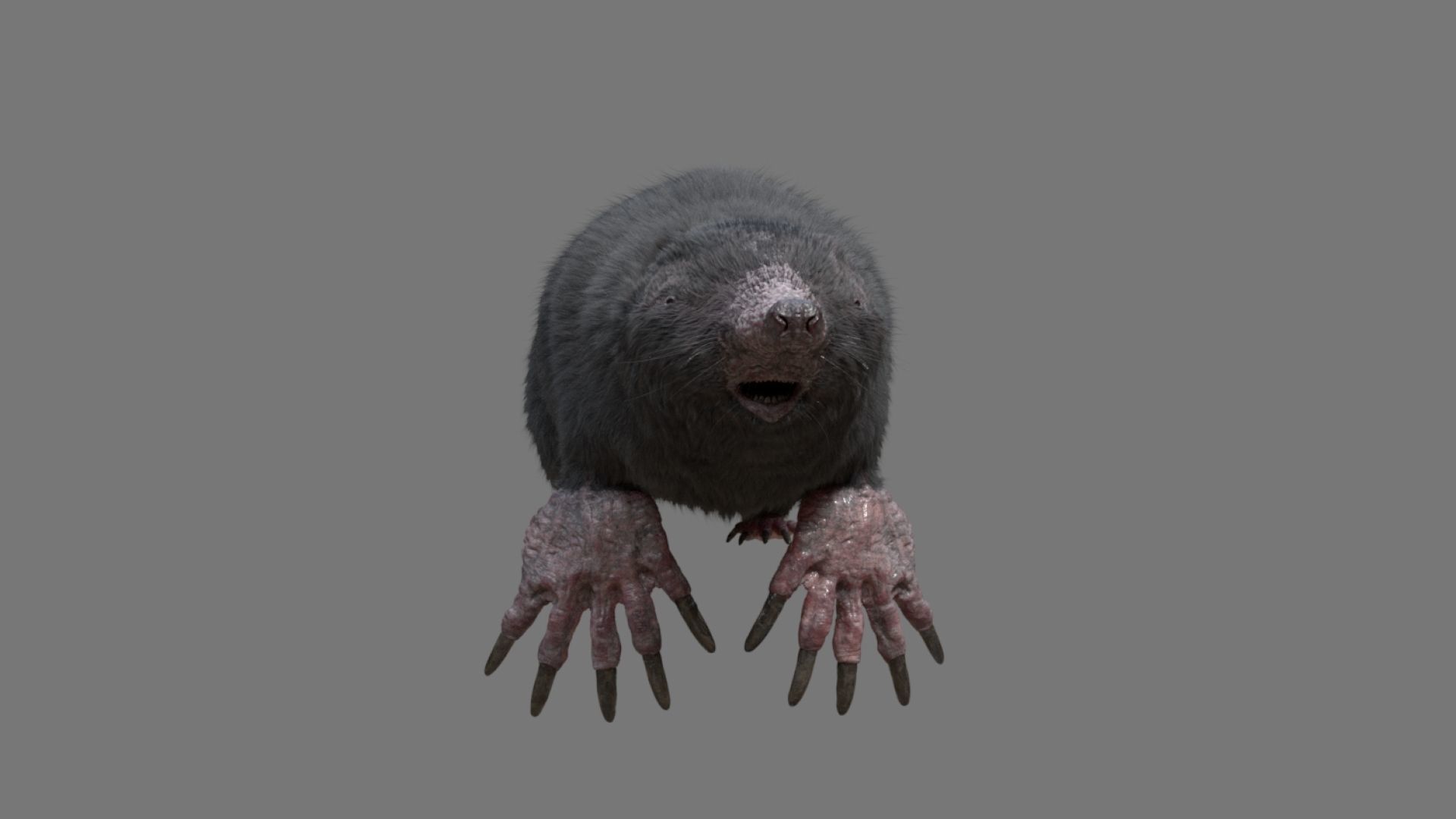 mole  rigged 3D model_16