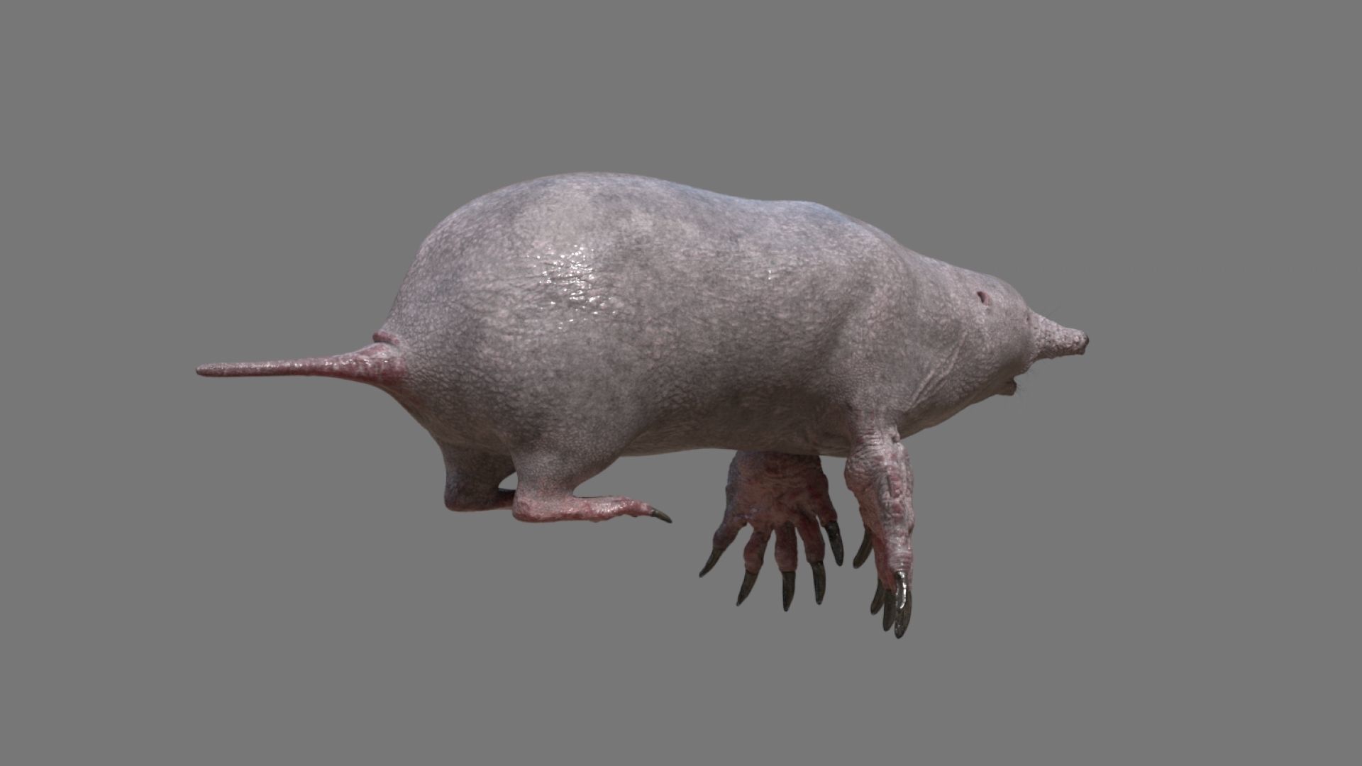 mole  rigged 3D model_23