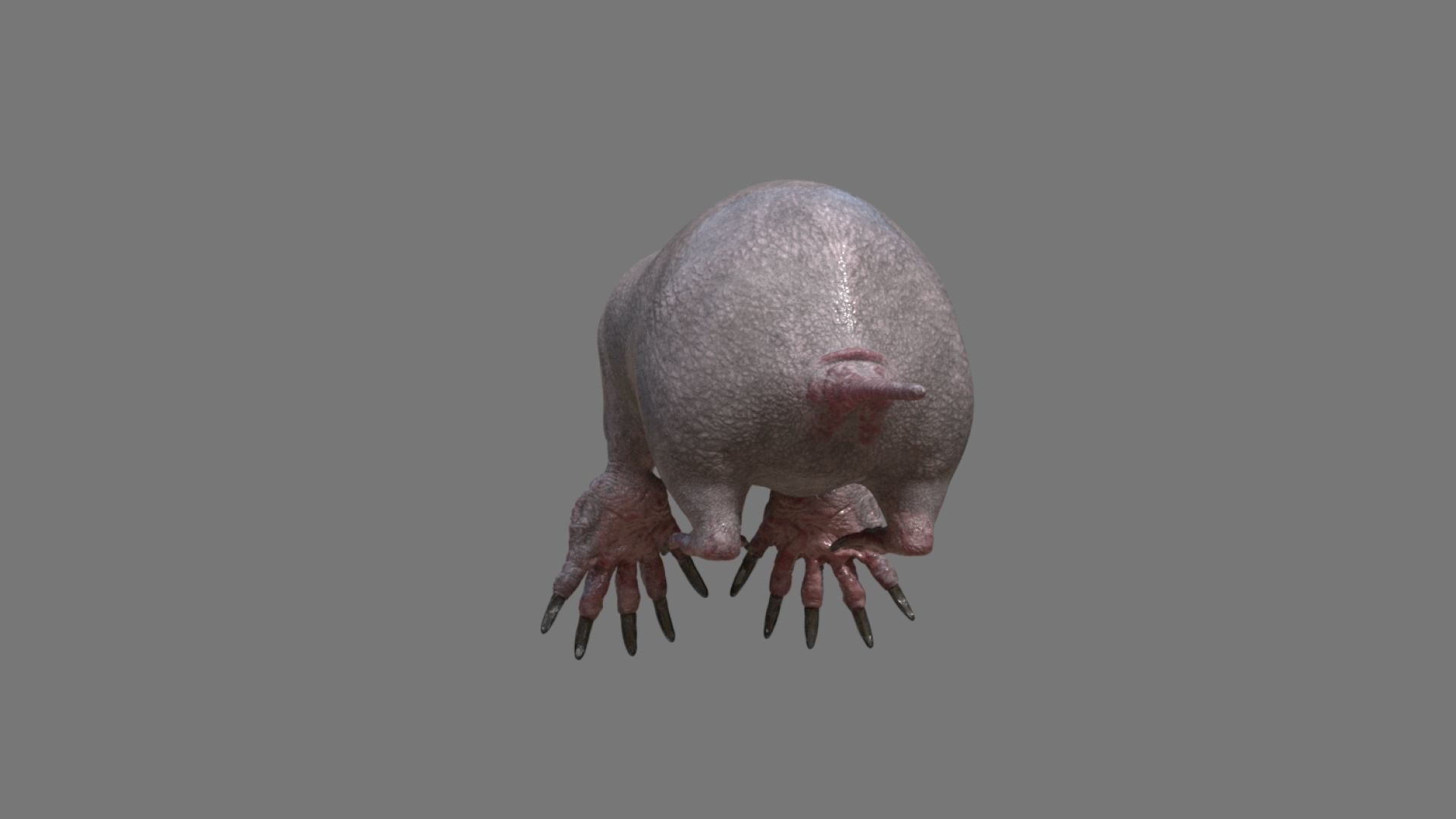 mole  rigged 3D model_22