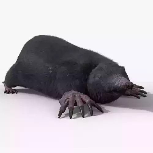 mole  rigged 3D model