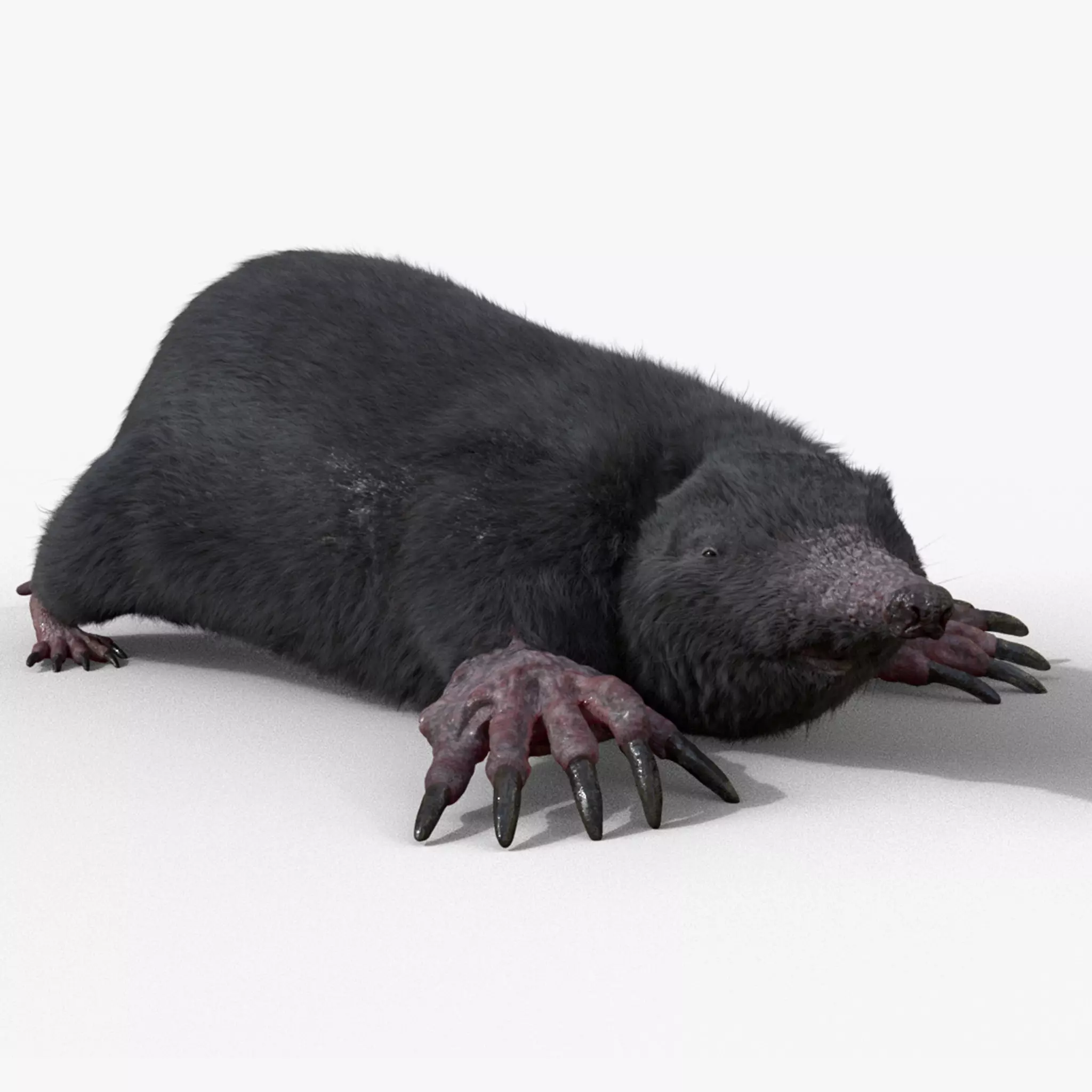 mole  rigged 3D model_0
