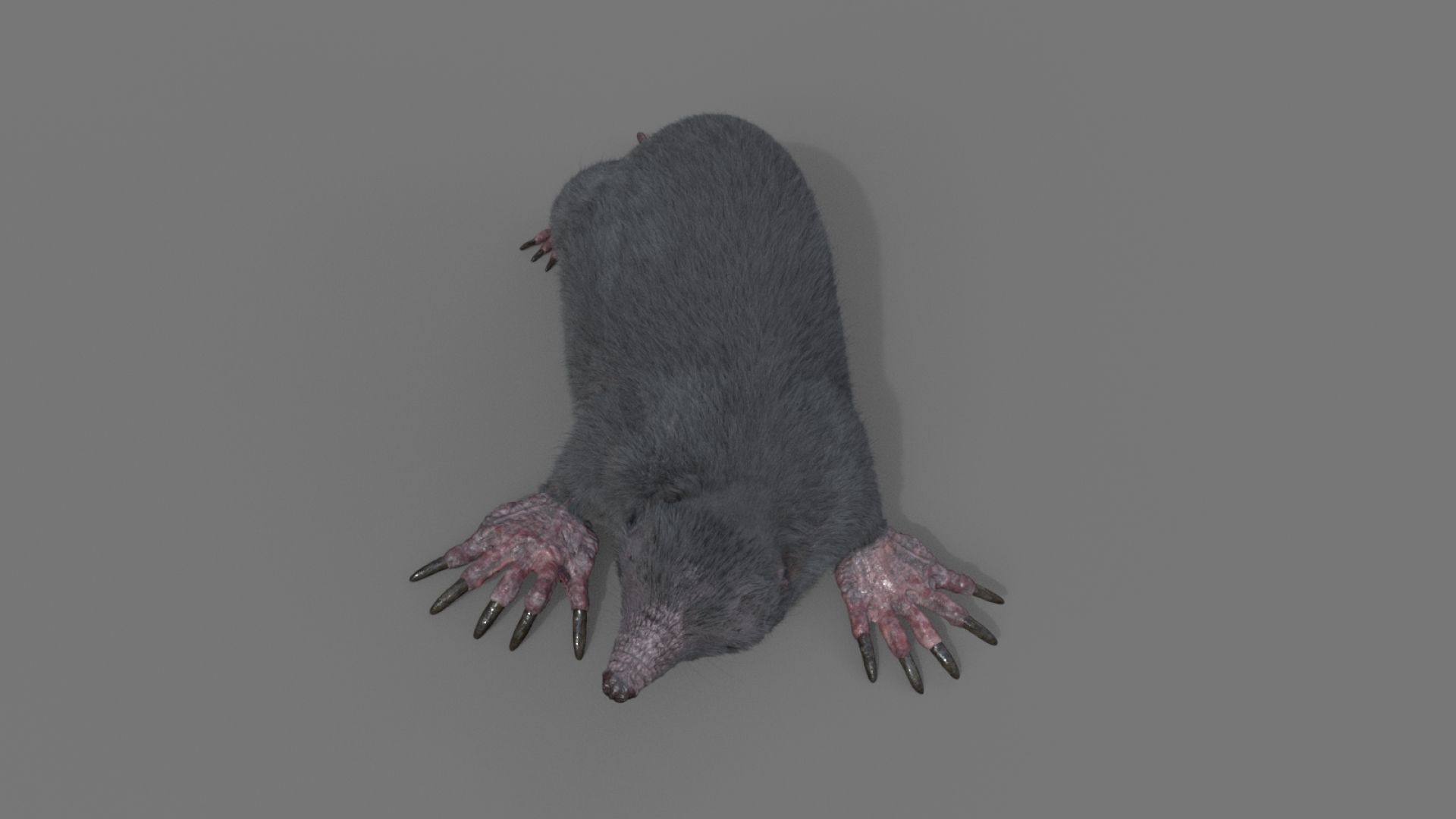 mole  rigged 3D model_5