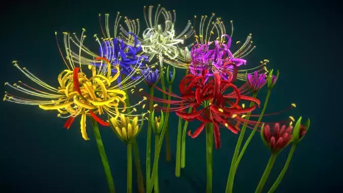 Flower Lycoris Radiata Low-poly 3D model