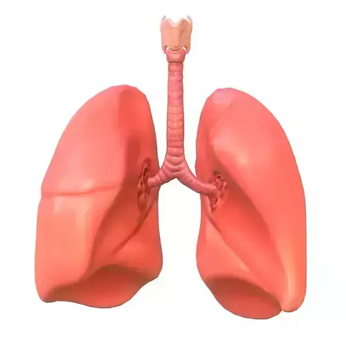 Human Lungs Low-poly 3D model