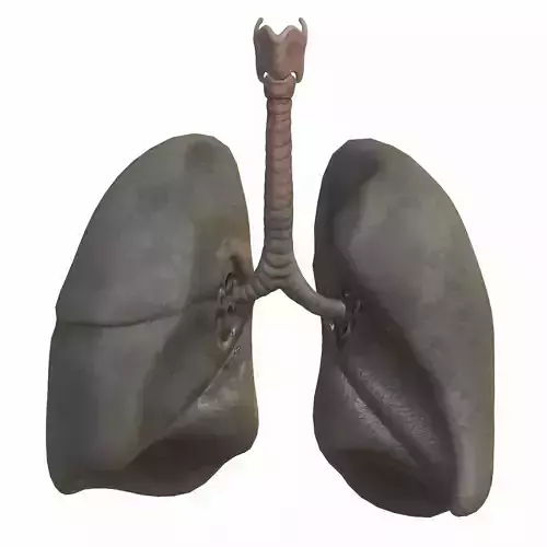 Lungs Smoker Low-poly 3D model